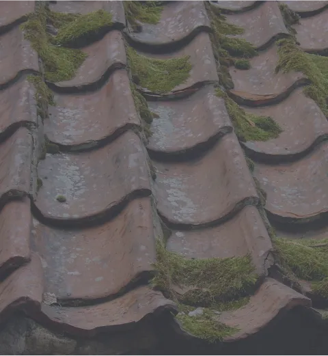 Moss Cleaning